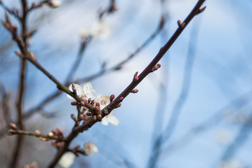 Kirschblüten