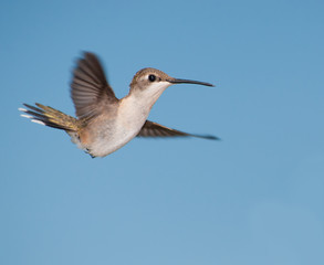 Obraz premium Beautiful female Ruby-throated Hummingbird in flight with her tail and wings spread out