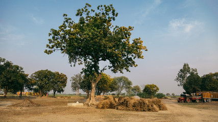 Green trees in an Indian Village. As on Date 5 March 2016, Kalpi, Uttar Pradesh (India).