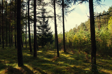 Obraz premium Mixed forest in early autumn