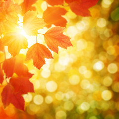  autumn leaves on sun
