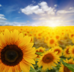 Fototapeta premium sunflowers and sun