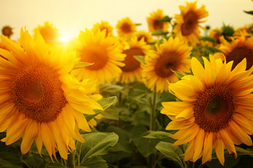 Obraz premium sunflowers and sun