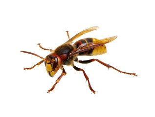 hornet isolated on white