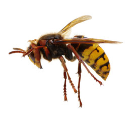hornet isolated on white