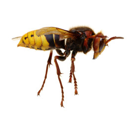 hornet isolated on white