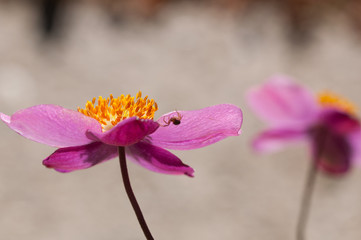 fiore di anemone rosa