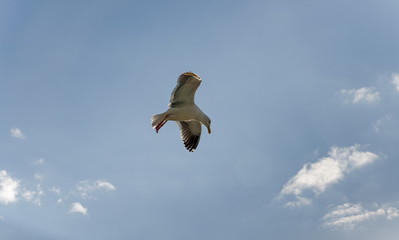 Alone seagull flying overhead at a local beach in California. Us