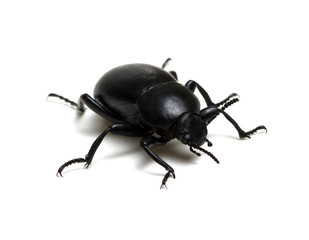 black beetle on white
