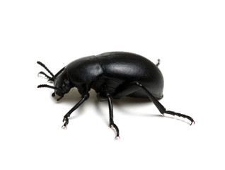 black beetle on white