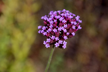 Fototapeta premium Small purple verbena flowers
