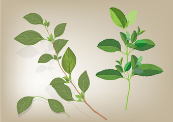 Basil leaves on the branch. herbs for cooking hand drawing illustration . ingredient plant for food. isolated pictures for object or background