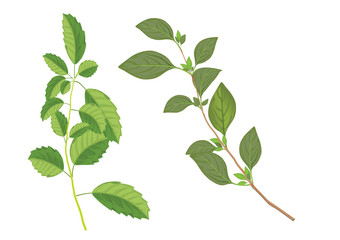 Basil leaves on the branch. herbs for cooking hand drawing illustration . ingredient plant for food. isolated pictures for object or background