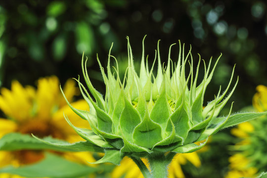 A beautiful sunflower bud with a blooming in fields