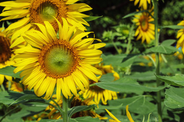 A beautiful sunflowers  with a blooming in fields