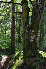 Obraz premium Big tree in a green forest in Slovenia