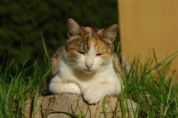 Portrait of a kitten. Marfino, Moscow Region, Russia.