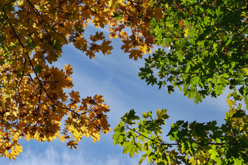 Autumnal leaves and sky. Multi color autumn leaves of maple against blue sky.