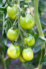green tomatoes