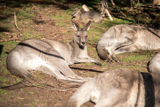 Australian kangaroo sitting on field