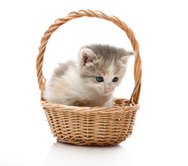 Fototapeta na wymiar small cute kitten sitting in a basket, close-up