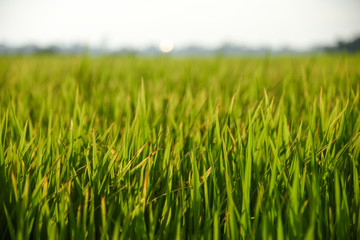 fresh green rice field background