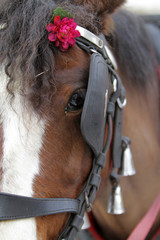 Cheval. © lemélangedesgenres