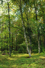 Mixed forest in early autumn