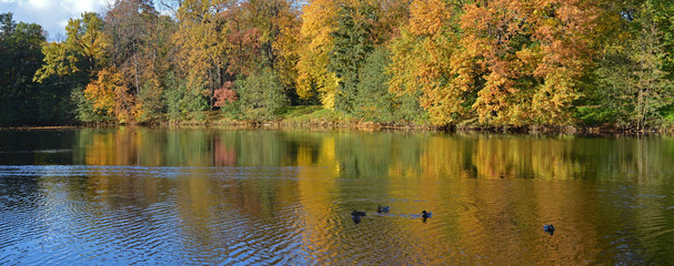 Панорама пруда с пожелтевшими деревьями на берегу.