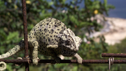 Chameleon at peace