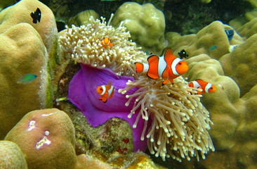 clown fish family.