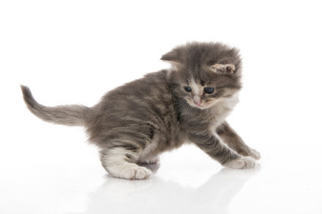 little fluffy kitten makes the first steps