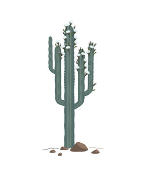 Wild cactus vector