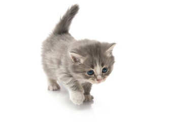 little fluffy kitten makes the first steps
