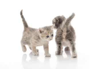 little fluffy kitten makes the first steps