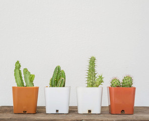 Closeup group of cactus in white and brown plastic pot on blurred wood desk and white cement wall textured background with copy space