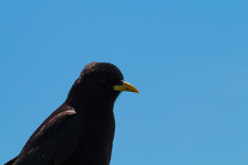 Vögel