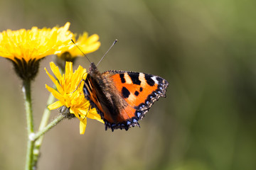 Obraz premium Schmetterling