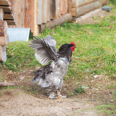 portrait of a rooster