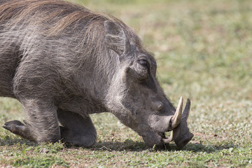 Warthog eating grass