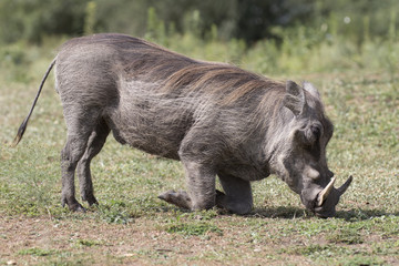 Warthog eating grass