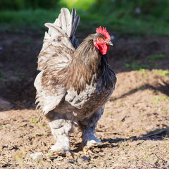 portrait of a beautiful rooster