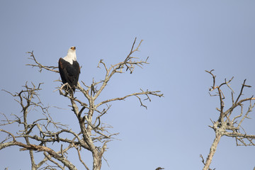 African fish eagle perched on tree