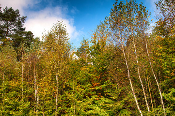 Mixed forest in early autumn