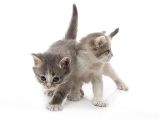 little fluffy kitten makes the first steps