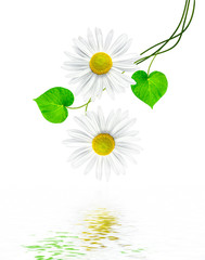 daisies summer  flower isolated on white background