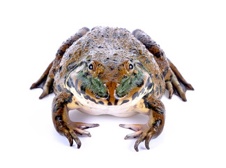 frog on white background