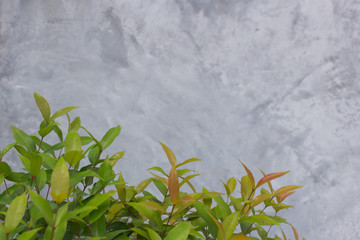 Obraz na płótnie Canvas concrete or cement wall with plant texture background