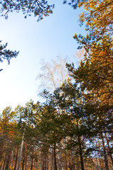 autumn forest