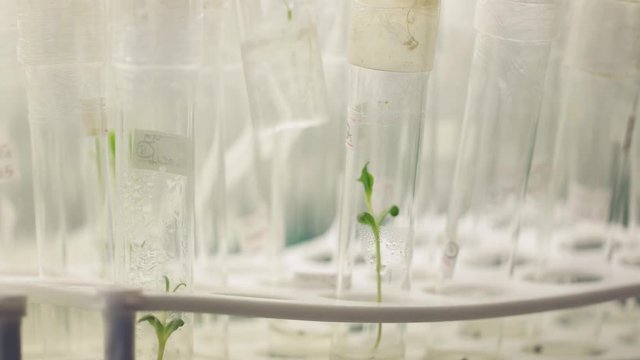 Plant tissue culture in tubes at laboratory